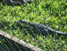 Gatorland