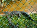 Gatorland