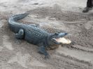 Gatorland