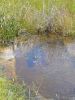 Everglades NP