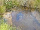 Everglades NP