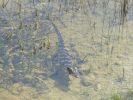 Everglades NP