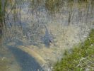 Everglades NP
