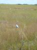 Everglades NP
