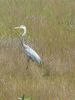 Everglades NP