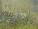 Everglades NP