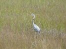 Everglades NP