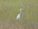 Everglades NP