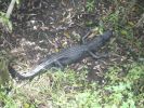 Everglades NP