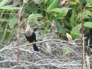 Everglades NP