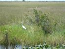 Everglades NP