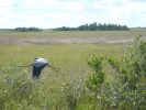 Everglades NP