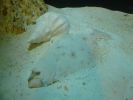 Mote Aquarium