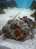Mote Aquarium