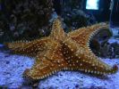 Mote Aquarium