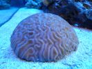 Mote Aquarium