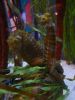 Mote Aquarium