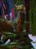 Mote Aquarium