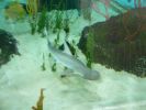Mote Aquarium