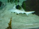 Mote Aquarium