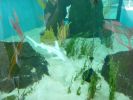 Mote Aquarium