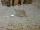 Mote Aquarium