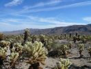 Joshua Tree NP