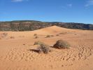 Coral Pink Sanddunes