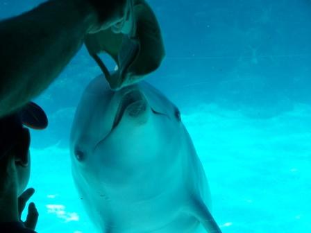 Sea World
