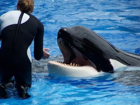 Sea World, Shamu
