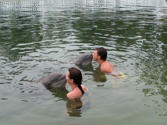 Delphin schwimmen Theader of the Seas

