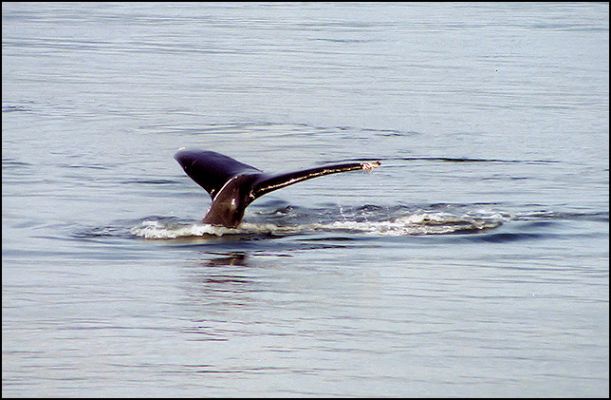 Humpback Whale - Glacier Bay National Park
