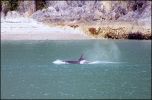 Glacier_Bay_Orca.jpg