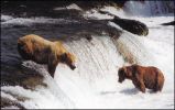Katmai National Park - Brooks Falls
