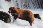 Katmai National Park - Brown Bear