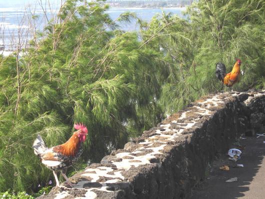 wilde Hähne auf Kauai
