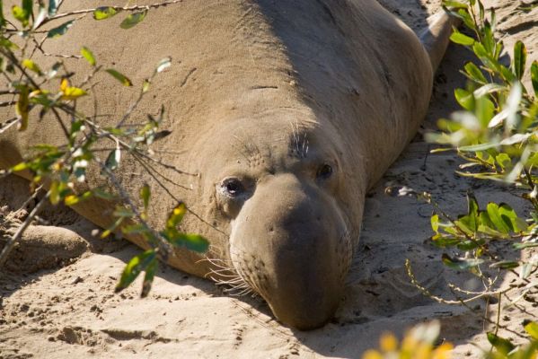 Junger Seeelefant
die Tiere liegen gute vier Monate im Winter und Frühjahr faul an den kalifornischen Stränden rum zur Paarung und und Aufzucht der Jungen.
