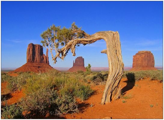 Abendrot
abends im Monument Valley, selbst die Bäume verneigen sich vor dieser Schönhait
Schlüsselwörter: Utah, Monument Valley