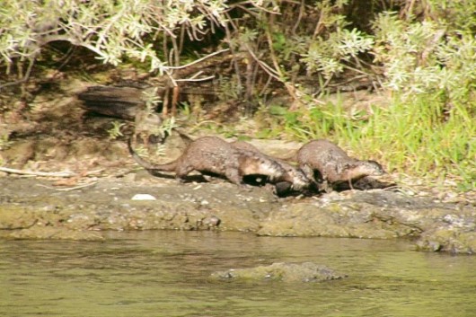 2006-10-09 01 Am Rogue River.jpg