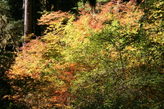 2006-10-13 07 Indian Summer im Silver Falls SP.jpg