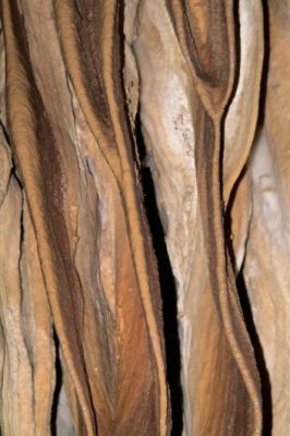 2006-10-05 12 Bacon in der Moaning Cavern.jpg