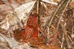 2006-10-08 07 Frosch im Fern Creek Canyon.jpg