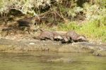 2006-10-09 01 Am Rogue River.jpg