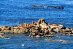 2006-10-10 02 Cape Arago.jpg