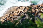2006-10-10 16 Sea Lion Point.jpg