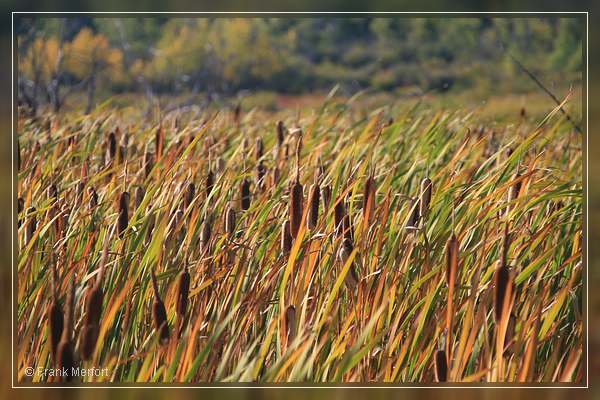 Waterton Lakes Nationalpark
