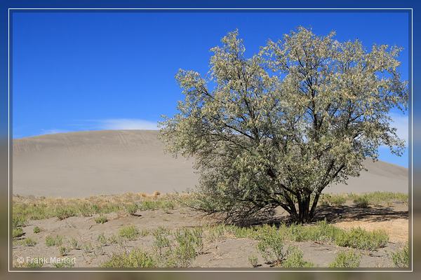 Bruneau Dunes State Park
