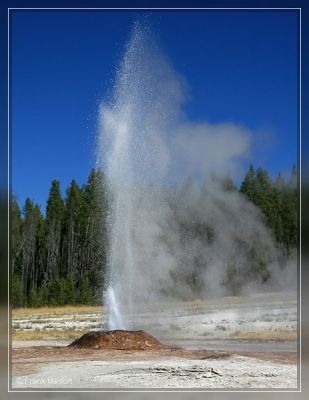 Pink Cone Geyser 
