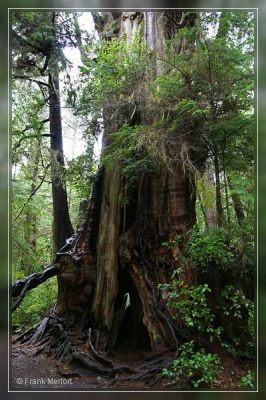 Big Cedar Tree
