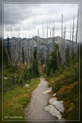 Meadows in the Sky Trail
